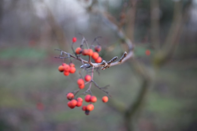 Photo close-up of red berries