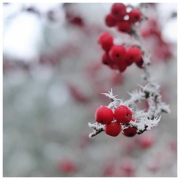 Close-up of red berries