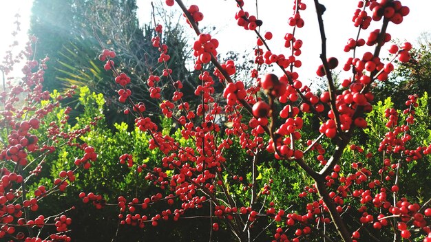 Close-up of red berry fruits bunches on stem against sky