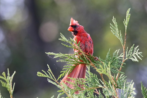 Photo close-up of red bird perching on plant