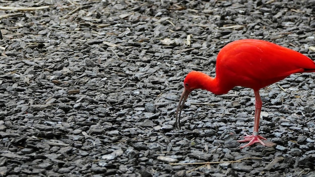 Foto prossimo piano dell'uccello rosso