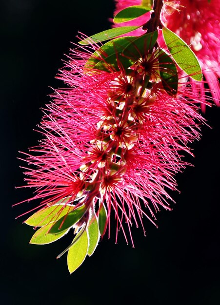 close up of a red bottlebrush flower in sunlight