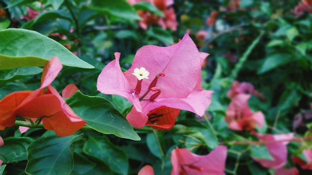 Close-up of red bougainvillea blooming outdoors