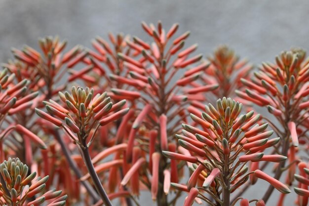 Photo close-up of red bud growing on plant