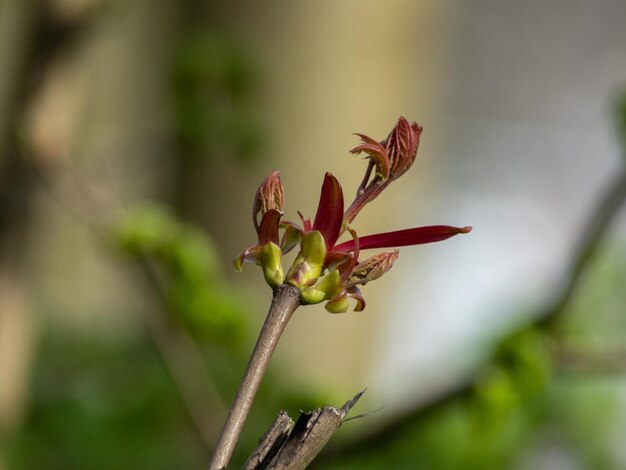 Photo close-up of red  buds growing outdoors