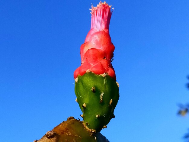 Close-up of red cactus growing against blue sky