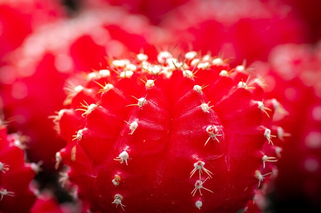 Close-up of red cactus