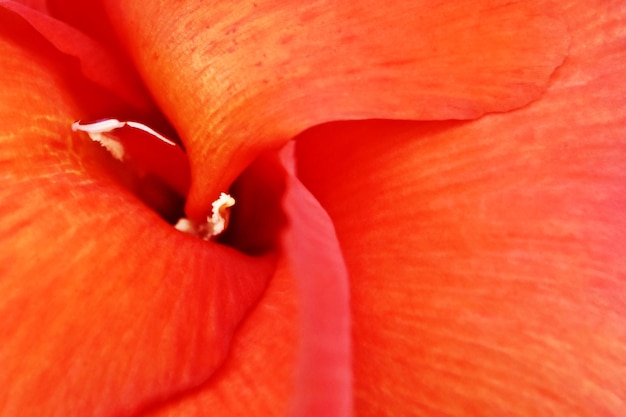 Photo close up of a red canna lily blossom