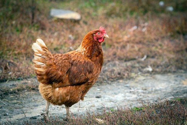 A close-up red chicken walks through the village...