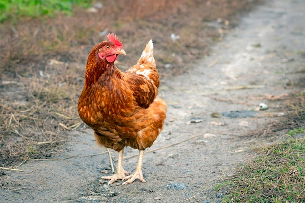 A close-up red chicken walks through the village...