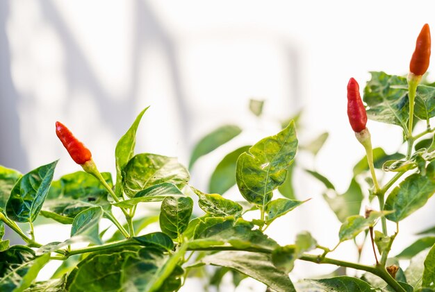 Close-up of red chili pepper plant