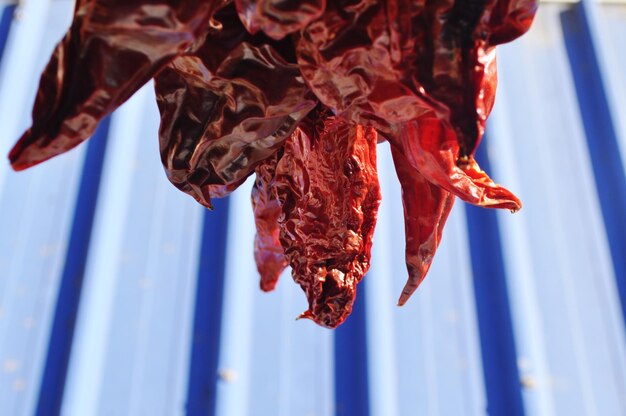 Photo close-up of red chili pepper