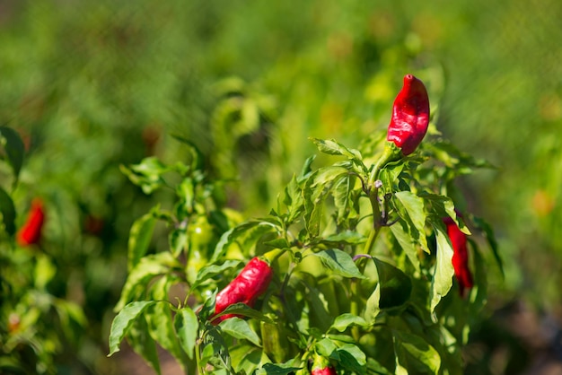Photo close-up of red chili peppers on plant