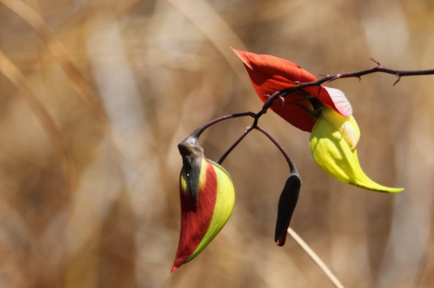 Photo close-up of red chili peppers on plant