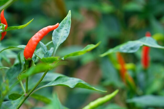 Close-up of red chili peppers on plant