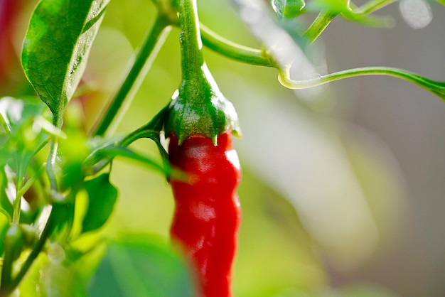 Photo close-up of red chili peppers on plant