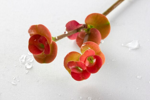 Close up of Red Christ Thorn Flower or Crown of thorns plant