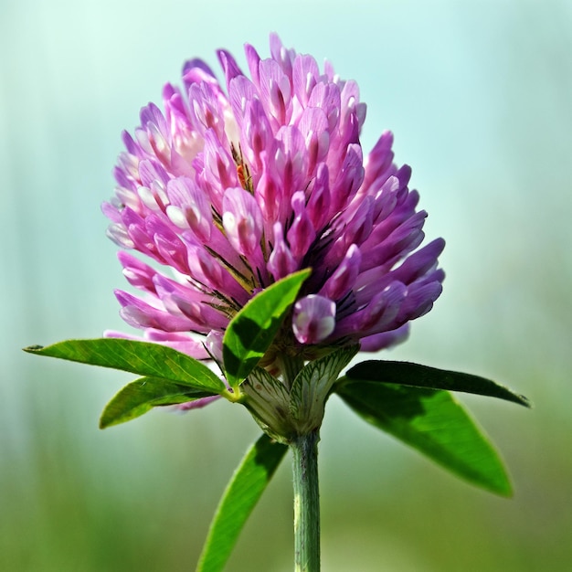 Close up of a red clover blossom