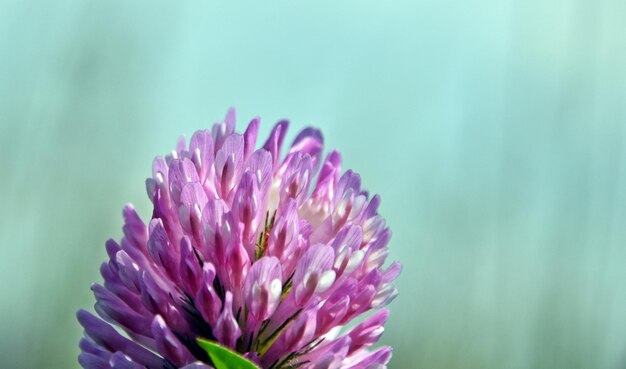 レッド クローバーの花のクローズ アップ