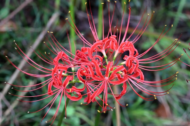 Close up of red cluster amaryllis flower