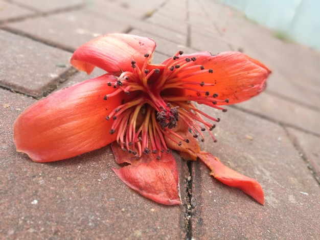 Foto close-up di un granchio rosso in fiore