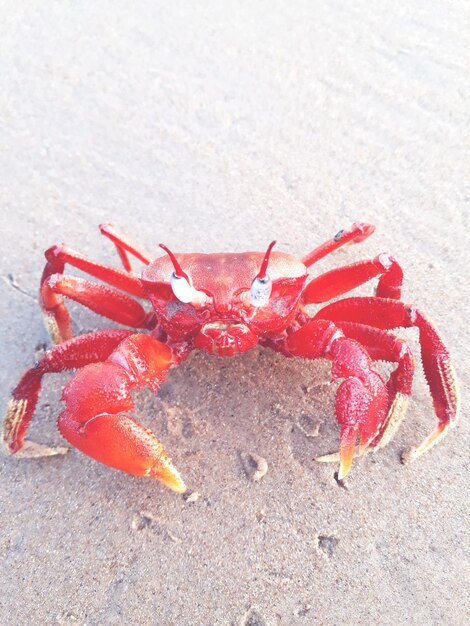 Close-up of red crab on sand