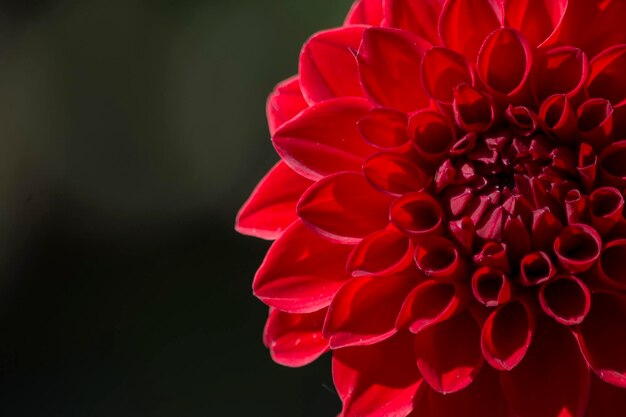 Photo close-up of red dahlia blooming against black background