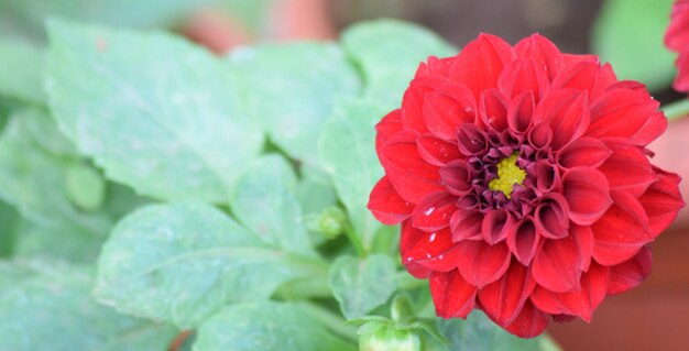 Photo close-up of red dahlia blooming outdoors