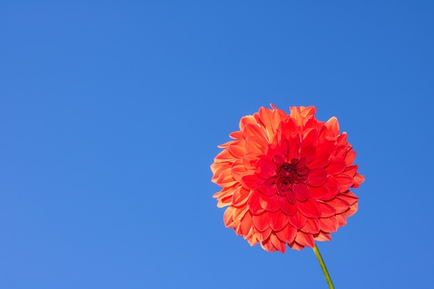 Close up of a red dahlia flower on the blue sky background