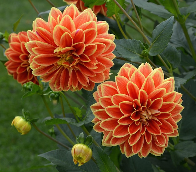 Close-up of red dahlia flowers