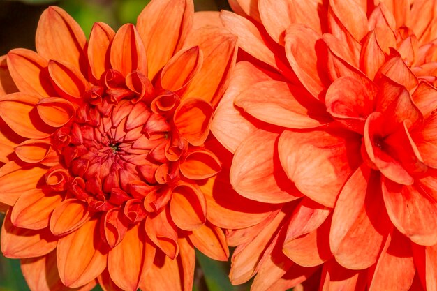 Close-up of red dahlia