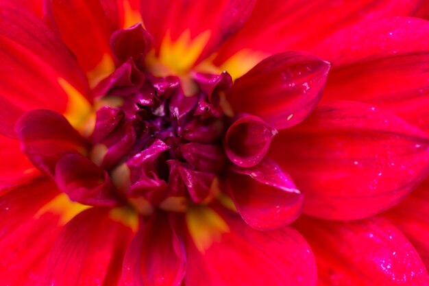 Foto prossimo piano della dahlia rossa