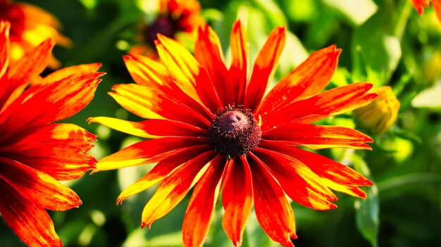 Foto prossimo piano della dahlia rossa