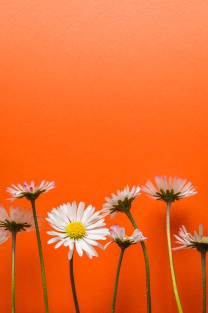 Close-up of red daisy against orange background