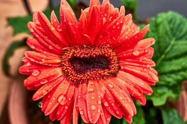 Foto prossimo piano del fiore di margherita rossa