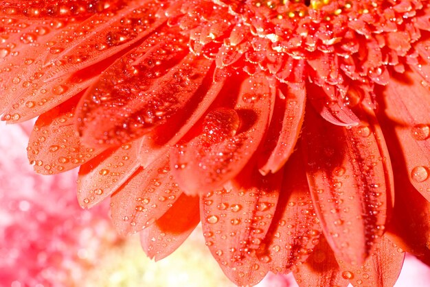 Close up red daisy-gerbera with water drops and shallow focus