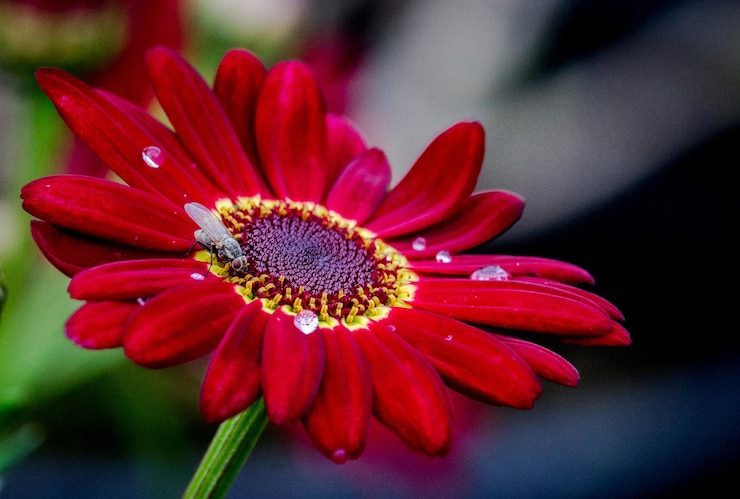 Photo close-up of red daisy