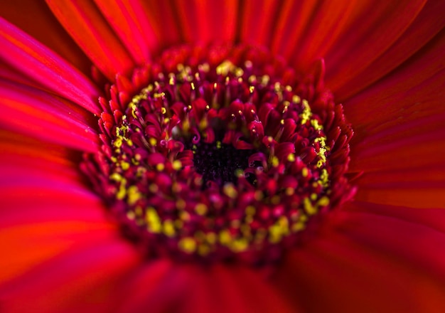 Photo close-up of red daisy