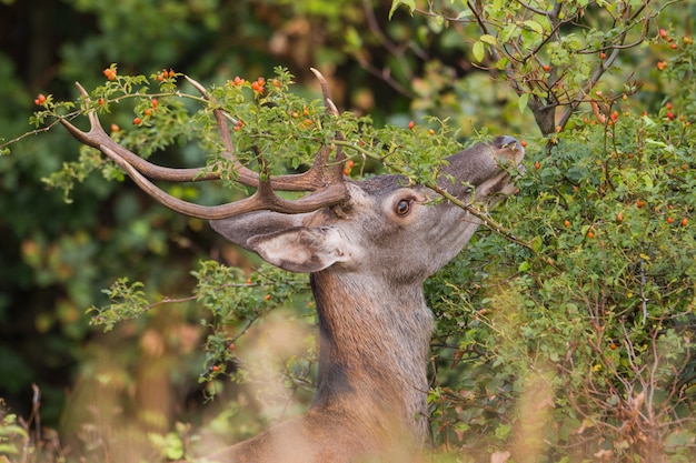 Close-up of red deer head reaching for berries from bush in the summer.