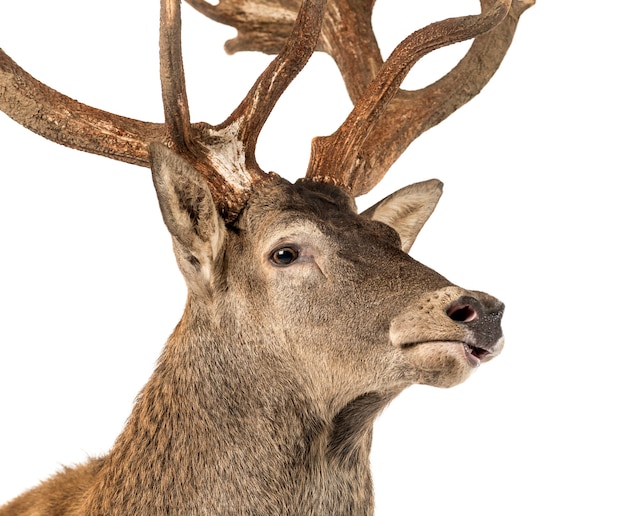 Photo close-up of a red deer stag in front of a white background