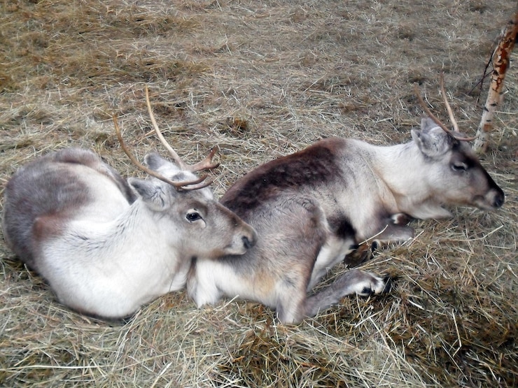 Photo close up of a red deers sitting on the grass roaring during rutting season in autumn