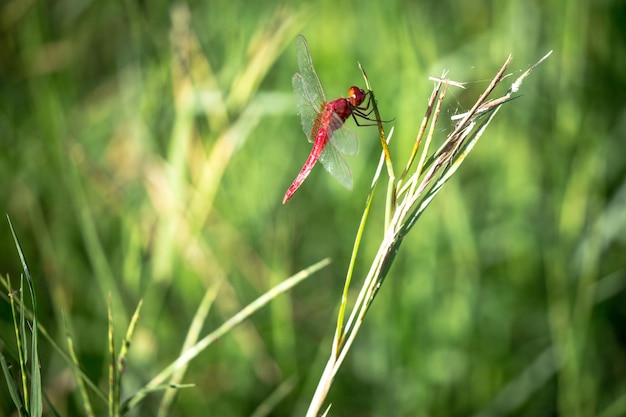 Close-up of red dragonfly on twig