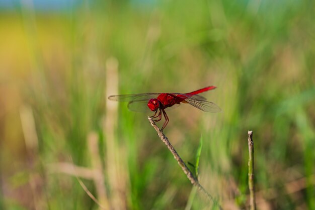 Close up of a red dragonfly with on a dry branches