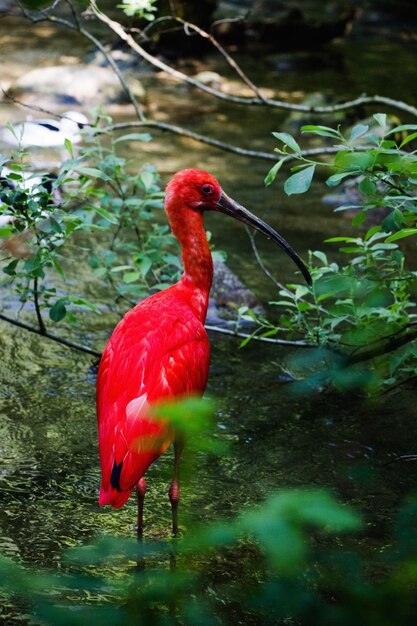 Photo close-up of red duck in lake