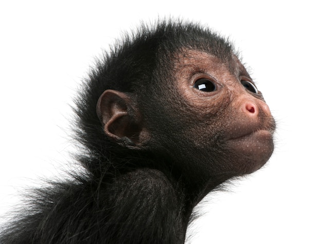 Close-up of Red-faced Spider Monkey, Ateles paniscus on white isolated