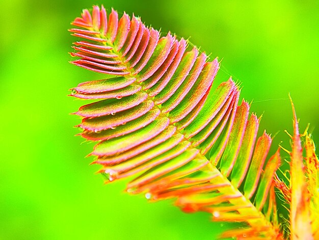 Close-up of red fern leaves on plant