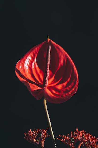 Close-up of red flower against black background