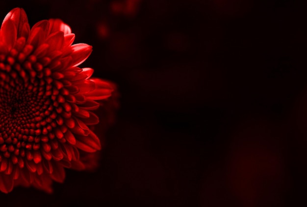 Close-up of red flower against black background