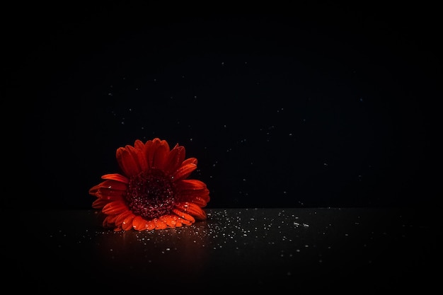 Photo close-up of red flower against black background