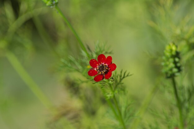 Photo close-up of red flower against blurred background